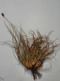 Bear Sedge thumbnail 3