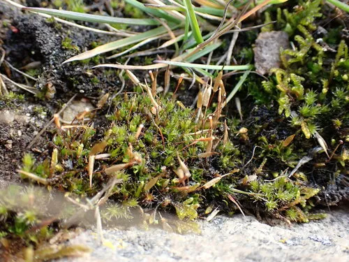 Encalypta brevicolla