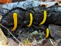Yellow Club thumbnail 2