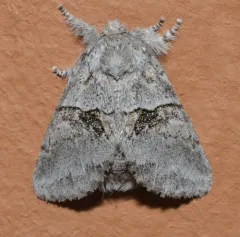 Common Gluphisia Moth thumbnail 2