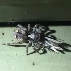 Asiatic Wall Jumping Spider thumbnail 2