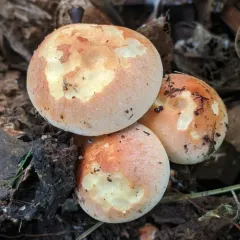 Brick Cap thumbnail 3
