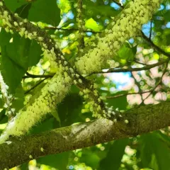 Beech Blight Aphid thumbnail 2