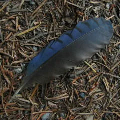 Steller's Jay thumbnail 4