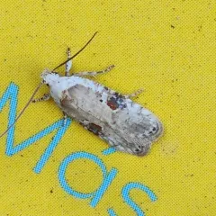 Poison hemlock moth thumbnail 3