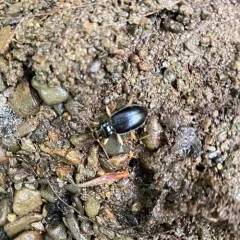 Lacustrine Gazelle Beetle thumbnail 2