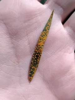Coleosporium delicatulum thumbnail 3