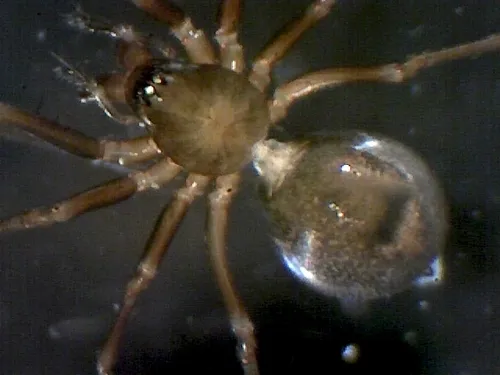 Diplostyla concolor