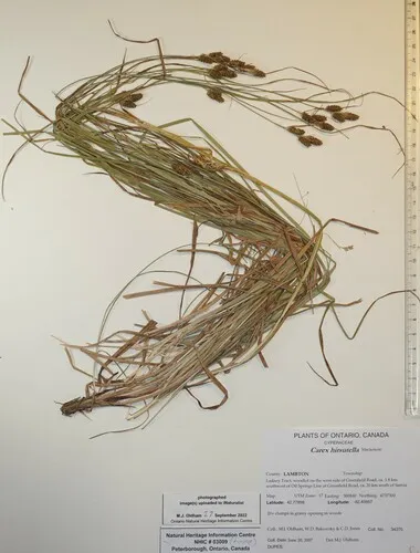 fuzzy wuzzy sedge