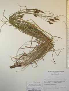 fuzzy wuzzy sedge thumbnail 1
