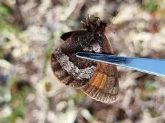 Banded Alpine thumbnail 4