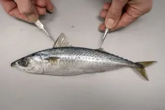 Atlantic Chub Mackerel thumbnail 3