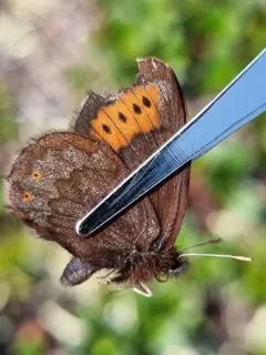 Four-dotted Alpine thumbnail 3