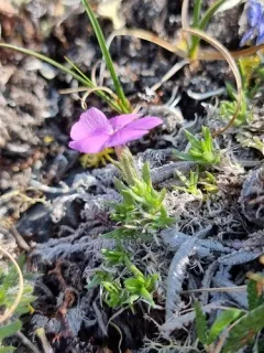 Richardson's phlox thumbnail 2