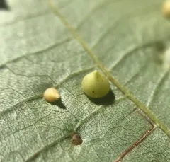 Caryomyia conoidea thumbnail 4