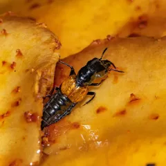 Oxyporus rufipennis thumbnail 2