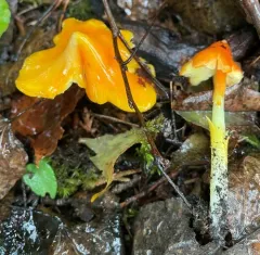 Persistent Waxcap thumbnail 1
