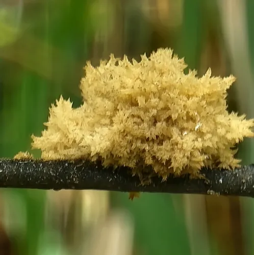 Honeydew Eater