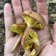 Gilled Bolete thumbnail 4