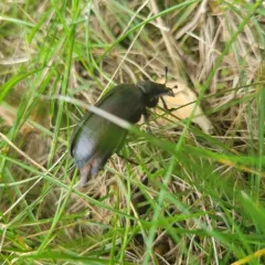 Cedar Beetle thumbnail 2