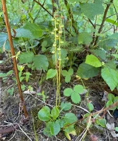 lesser wintergreen thumbnail 4