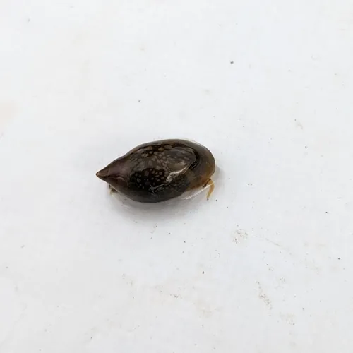Acute Bladder Snail