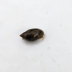 Acute Bladder Snail thumbnail 1