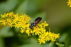 Sphecodes johnsonii thumbnail 1