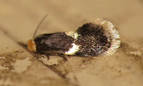 Broken-banded Ectoedemia Moth