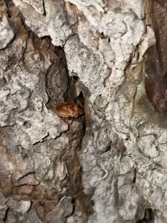 Dendrocoris pini thumbnail 3