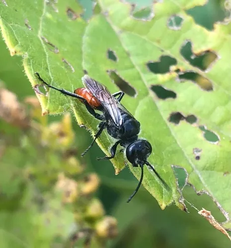 Astata bicolor
