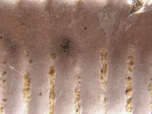 Wall Spider