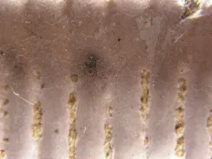 Wall Spider thumbnail 1