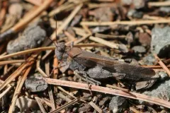 Masked Grasshopper thumbnail 4