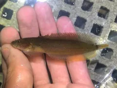 Slipskin Snailfish thumbnail 2