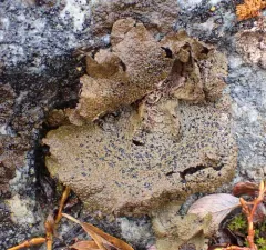 Arctic Rocktripe Lichen thumbnail 4