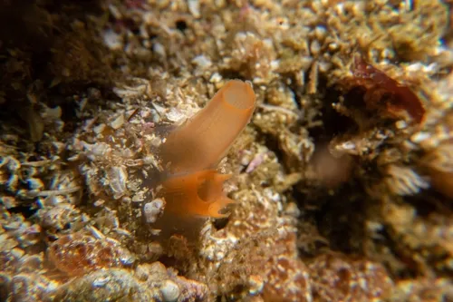 Molgula pacifica