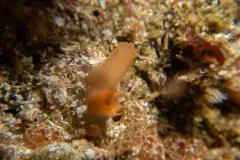 Molgula pacifica thumbnail 1