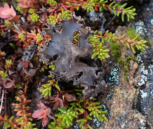 Arctic Moon Lichen