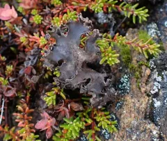 Arctic Moon Lichen thumbnail 1