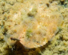 Cristatella mucedo thumbnail 2