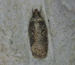 sallow flat-body thumbnail 2