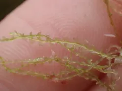 Great Mountain Flapwort thumbnail 1
