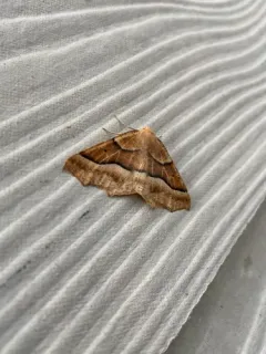 Tetracis pallulata thumbnail 3