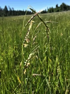 Oregon Semaphore Grass thumbnail 2