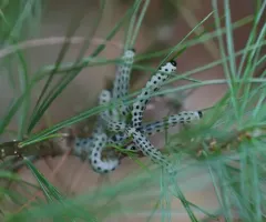 White Pine Sawfly thumbnail 2