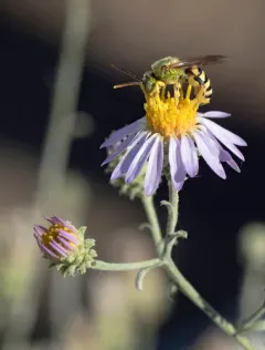 Wide-legged Sweat Bee thumbnail 2