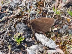 Mt. Mackinley Alpine thumbnail 4