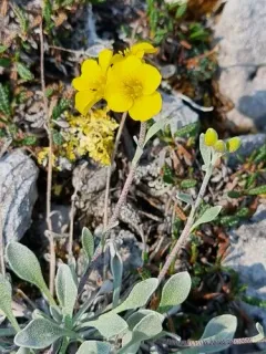 Calder's Bladderpod thumbnail 4