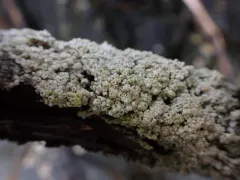 Coccotrema pocillarium thumbnail 3